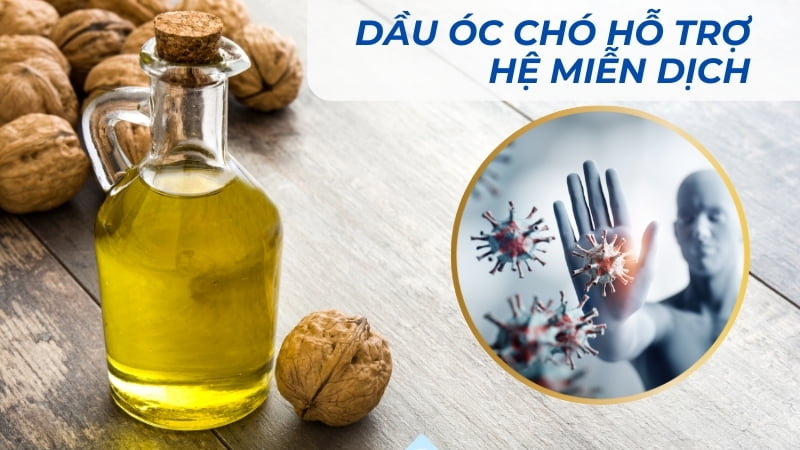 Dầu óc chó có tác dụng gì? 16 tác dụng của dầu óc chó 20 Hỗ trợ hệ miễn dịch