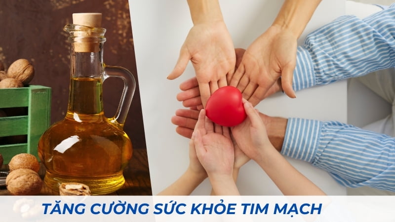 Dầu óc chó có tác dụng gì? 16 tác dụng của dầu óc chó 14 Tăng cường sức khỏe tim mạch