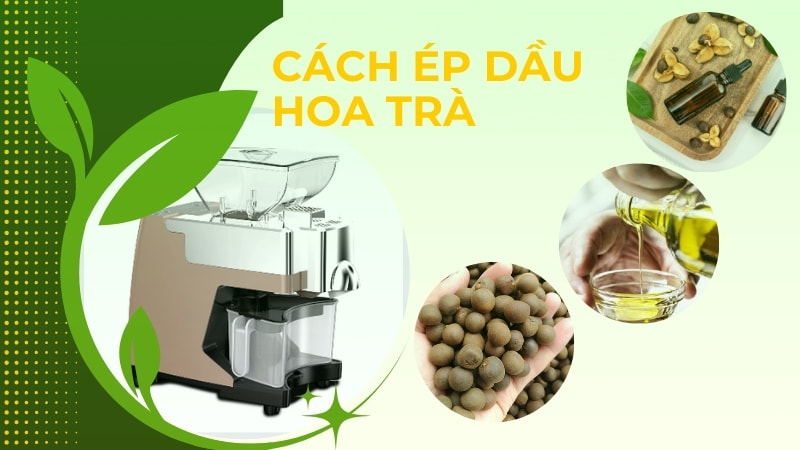 Công dụng và tác dụng phụ của dầu hoa trà (Camellia Oil) 16 Cách ép dầu hoa trà tại nhà bằng máy ép dầu
