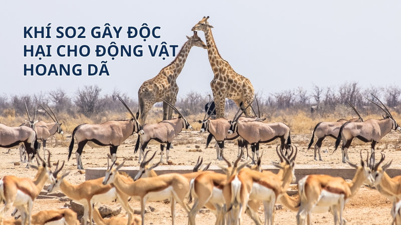 Khí SO2 có độc không? 11 tác hại của SO2 14 Độc hại cho động vật hoang dã