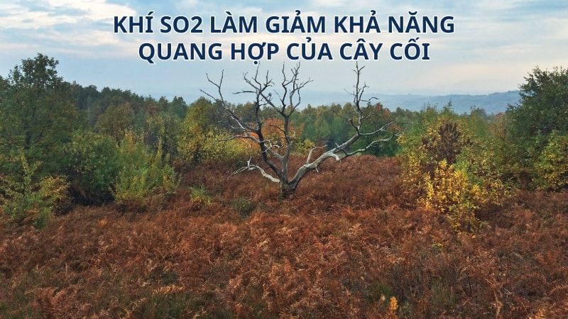 Khí SO2 có độc không? 11 tác hại của SO2 15 Giảm quang hợp của cây cối